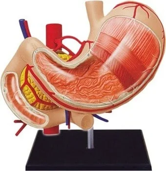 4D Stomach Model ( human anatomy )